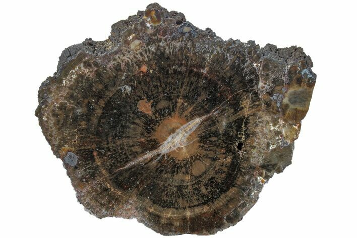 Triassic Petrified Wood (Araucaria) End Cut - Utah #166449